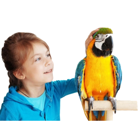 girl_right_parrot